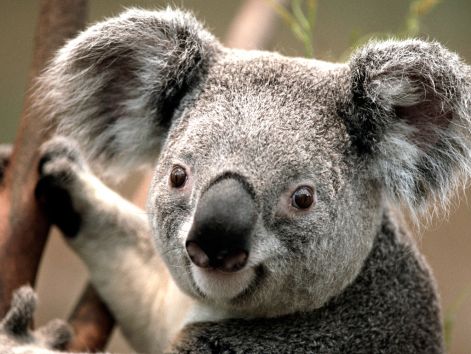 Nagyfülű Koala